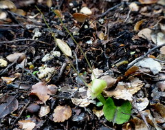 Corybas walliae