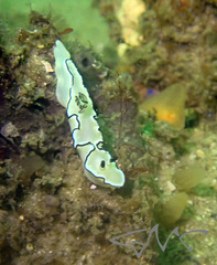 Doriprismatica atromarginata