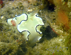 Doriprismatica atromarginata