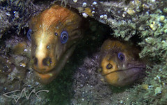 Gymnothorax prasinus