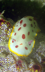 Botrylloides magnicoecus