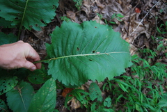 Parthenium integrifolium