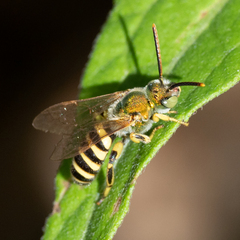 Agapostemon texanus