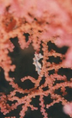 Hippocampus bargibanti