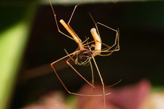 Tetragnatha rubriventris