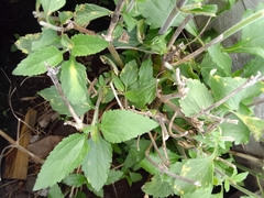 Austroeupatorium inulifolium
