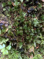 Mnium spinulosum