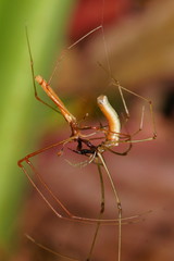 Tetragnatha rubriventris