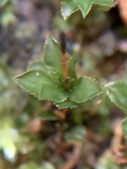 Mnium spinulosum