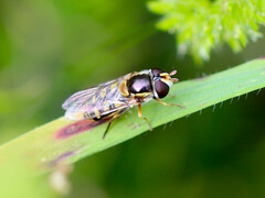 Simosyrphus grandicornis