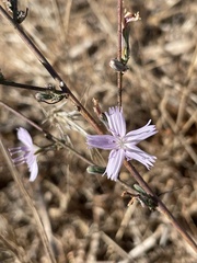 Stephanomeria virgata