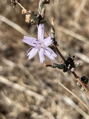 Stephanomeria virgata