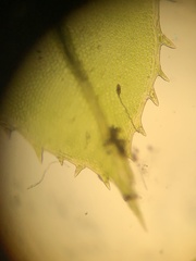 Mnium spinulosum