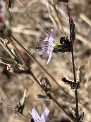 Stephanomeria virgata