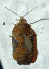 Acleris braunana