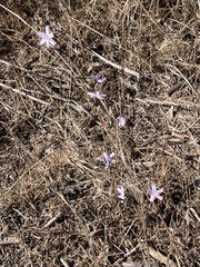 Stephanomeria virgata
