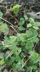 Rhynchosida physocalyx