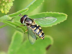 Simosyrphus grandicornis