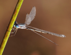 Lestes alacer