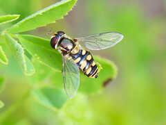 Simosyrphus grandicornis
