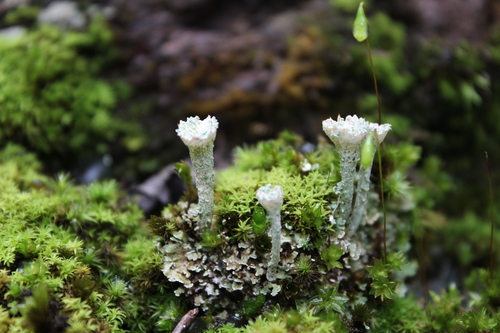 Taurinė šiurė nuotrauka