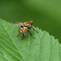 Gymnoclytia