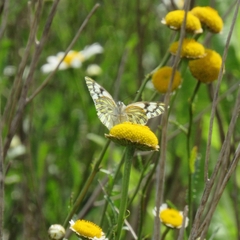 Tatochila