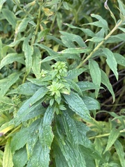 Procecidochares atra