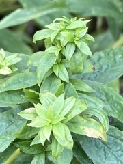 Procecidochares atra