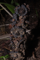 Bdallophytum americanum