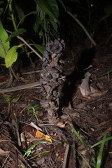 Bdallophytum americanum