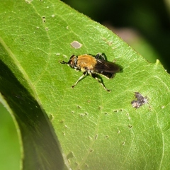 Pterallastes thoracicus