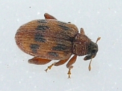 Orchestes steppensis