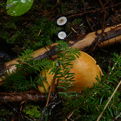 Leucopaxillus gentianeus