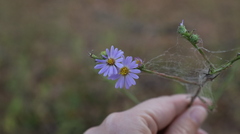 Symphyotrichum anomalum