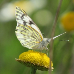 Tatochila