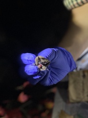 Myotis leibii