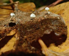 Collybiopsis quercophila