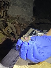 Myotis leibii