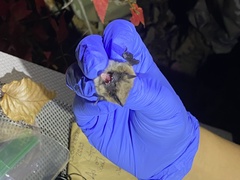 Myotis leibii