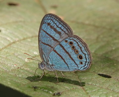Caeruleuptychia twalela