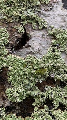 Menegazzia subsimilis