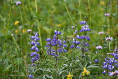 Lupinus latifolius
