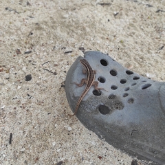 Leiocephalus personatus