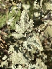 Malacothamnus densiflorus