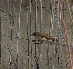 Acrocephalus australis