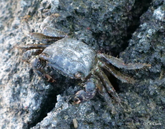 Metopograpsus thukuhar