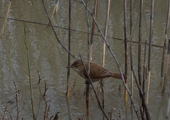 Acrocephalus australis