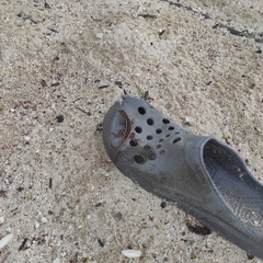 Leiocephalus personatus