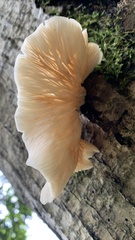 Pleurotus ostreatus